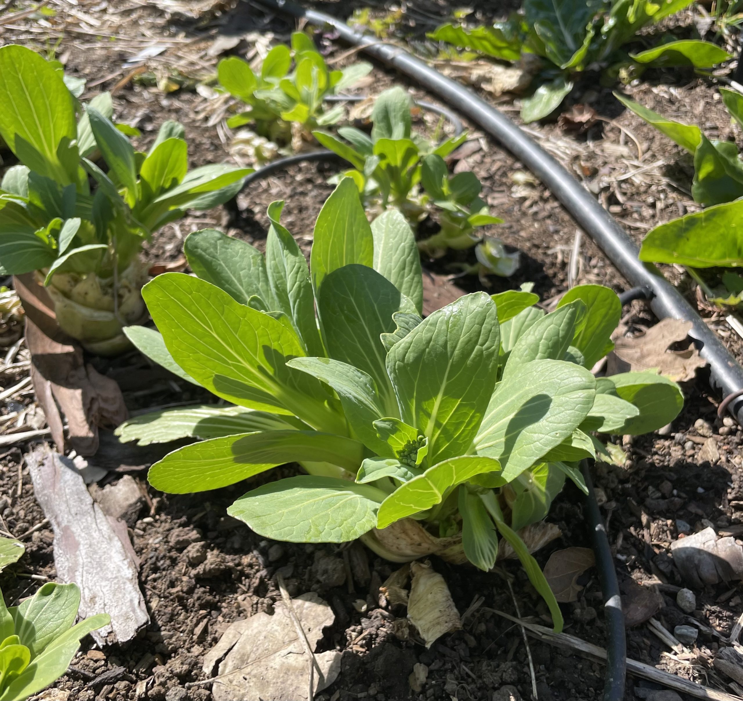 What To Plant Bok Choy Each Green Corner