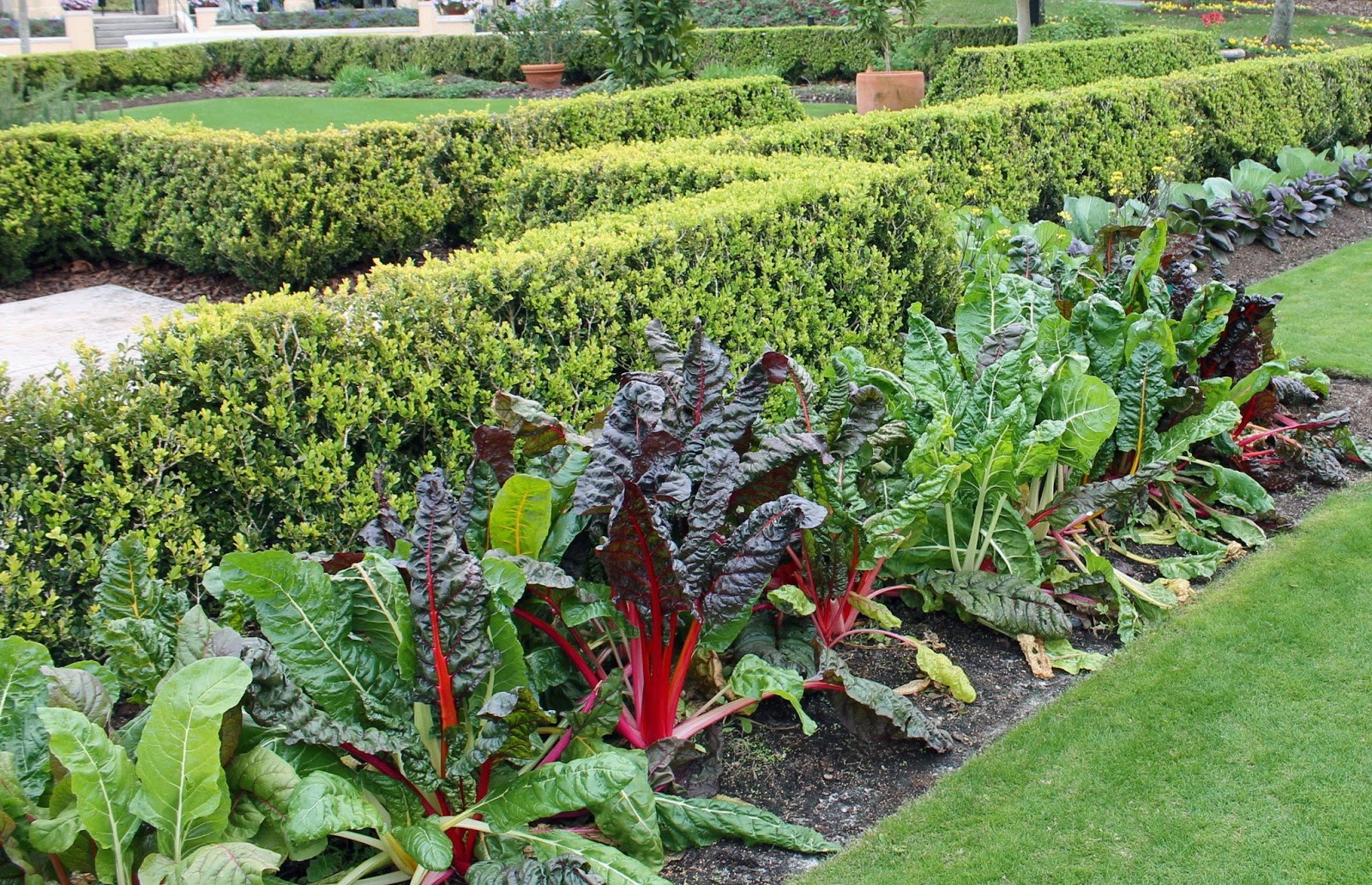 What To Plant Swiss Chard Each Green Corner 0970