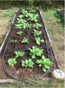 What to Plant: Chinese Cabbage – Each Green Corner