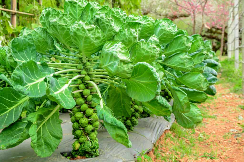Plant 101 : Brussels Sprouts – Green Corner